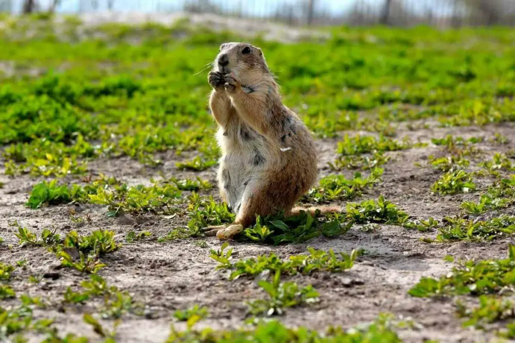 Prairie dogs eating in the backyard