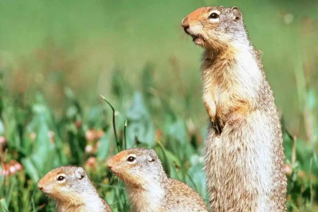Prairie dogs are protected species