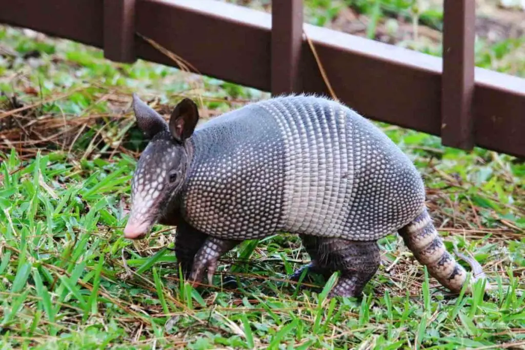 Protect your backyard from Armadillo in Florida