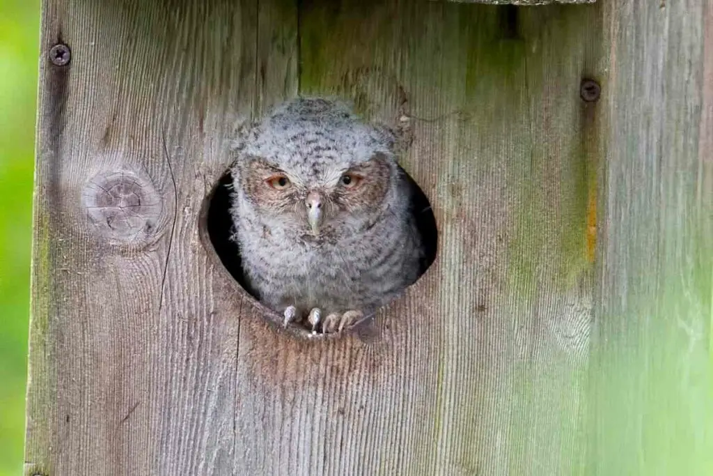 How Can I Scare Squirrels Away from screech owl box