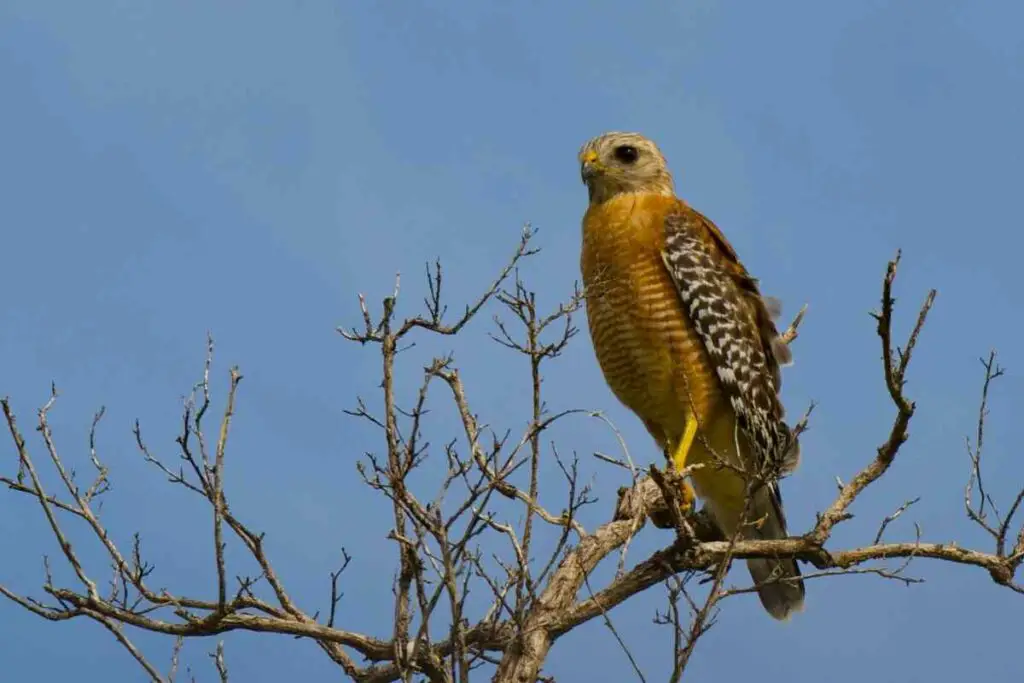 Red-shouldered hawk in the US