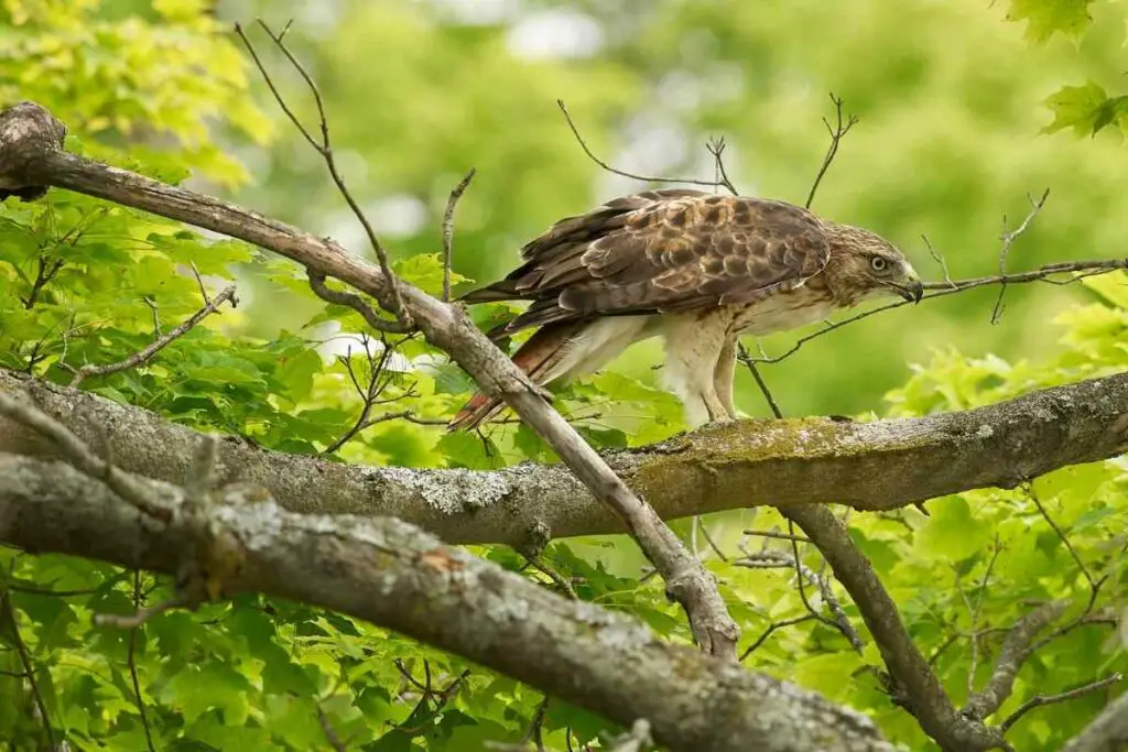 Red-tailed hawk in the US