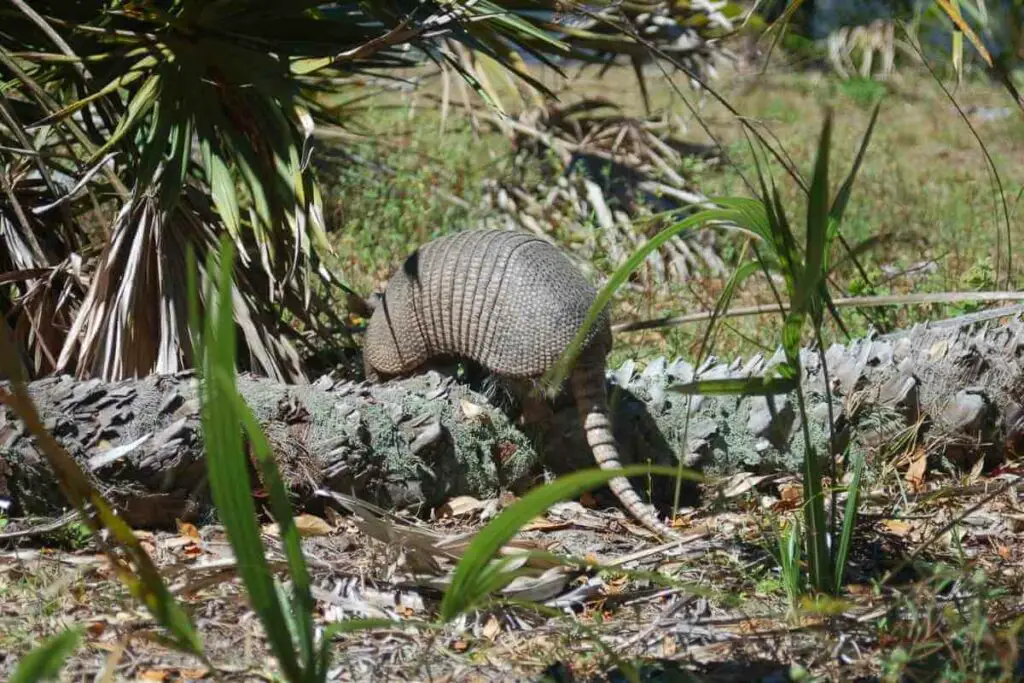 Which Repellants Will Work Against Armadillos? 