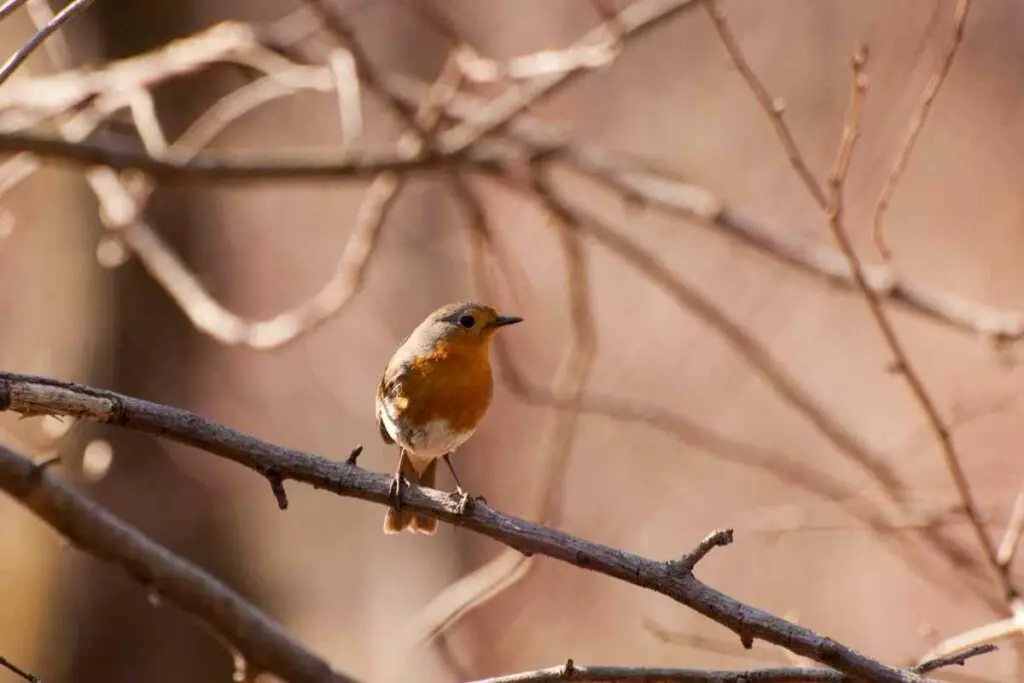 How Aggressive Are Robins?