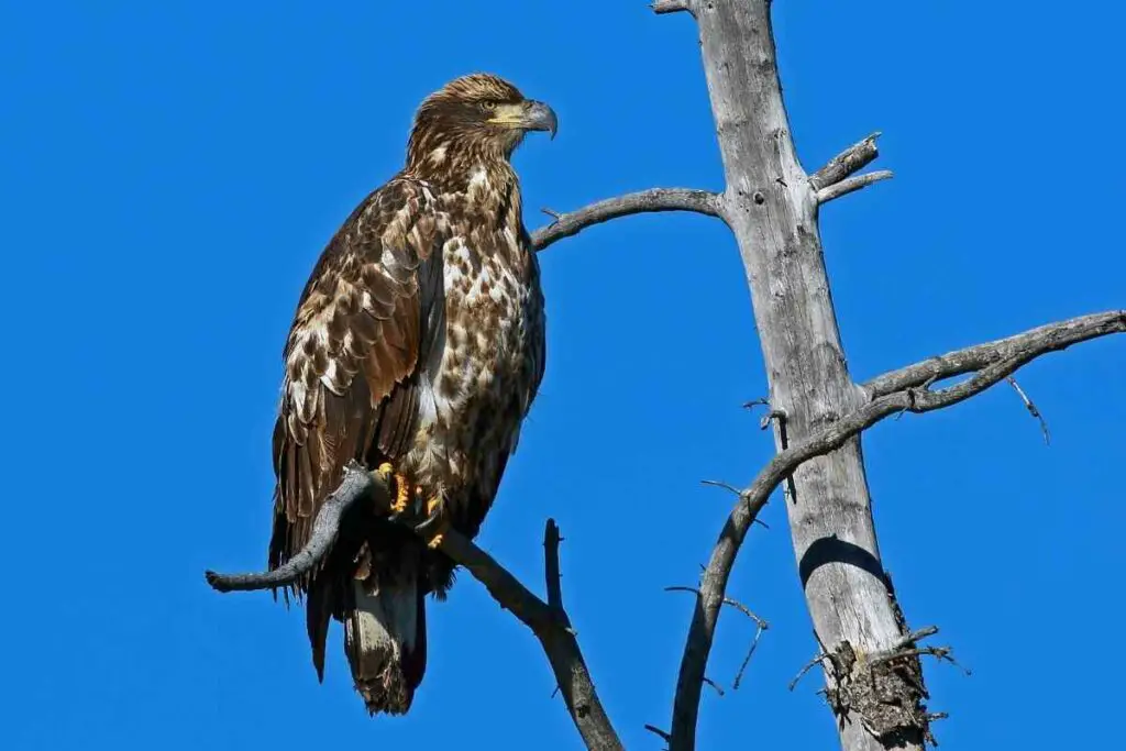 Rough-legged hawk in the United States of America