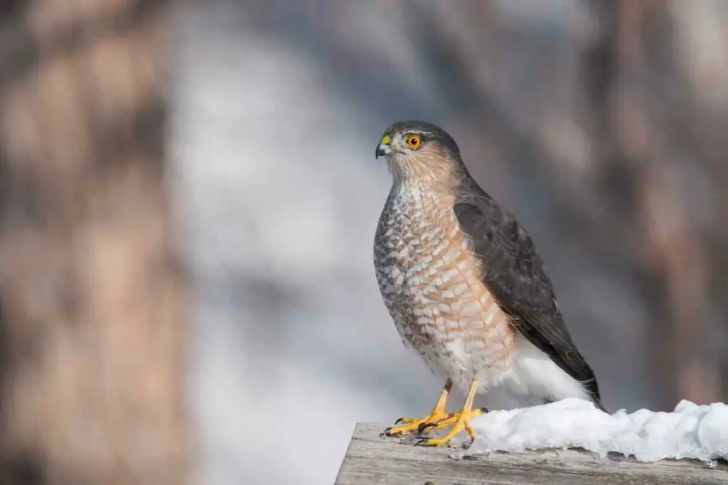 Sharp-shinned hawk in the US