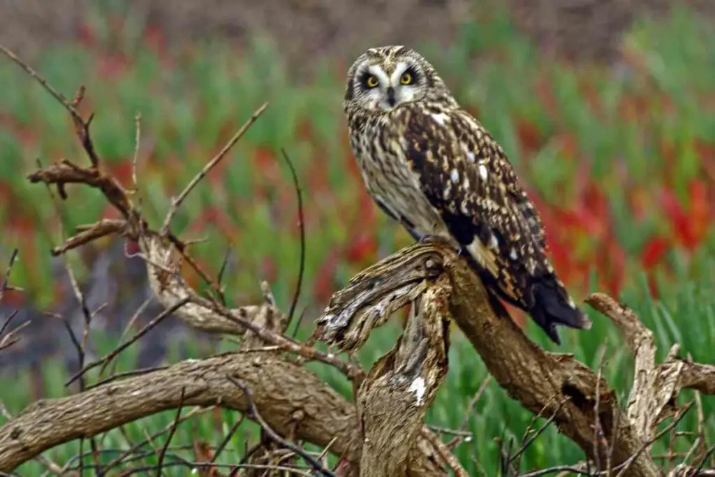 Short-Eared Owl sounds