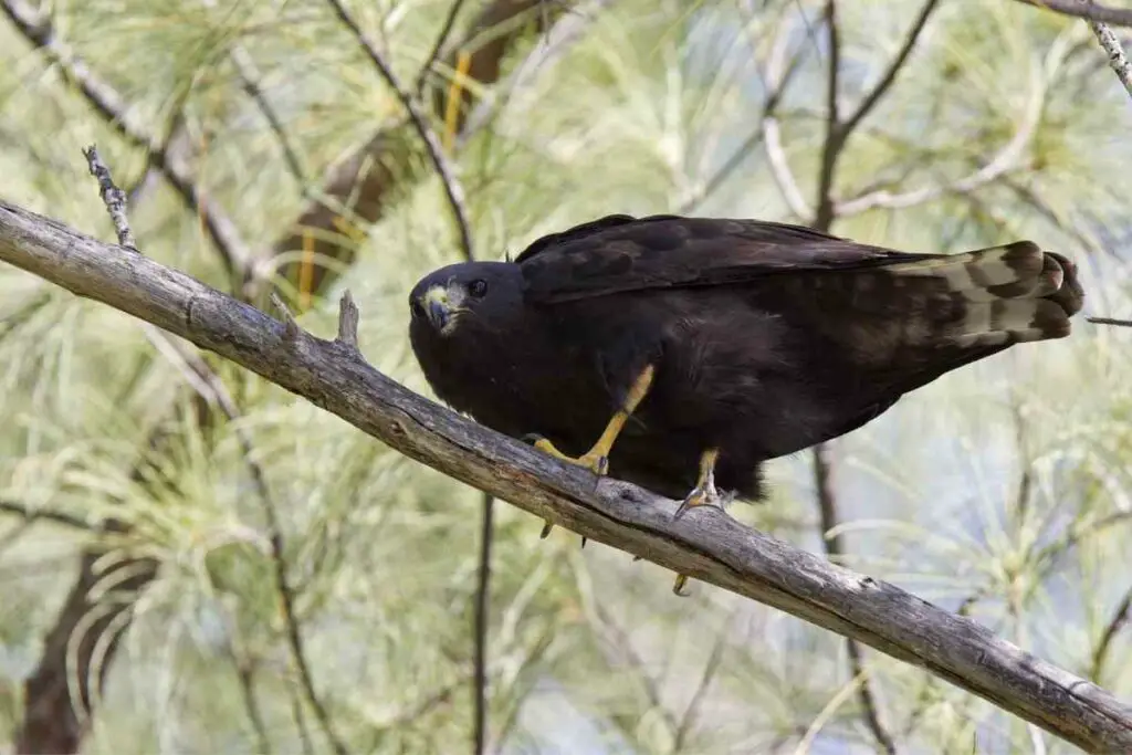 Short-tailed hawk in the United States