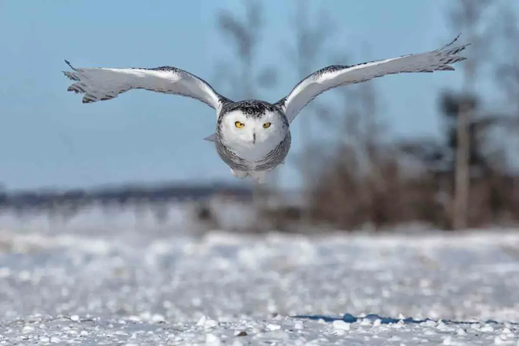 Snowy Owl flying