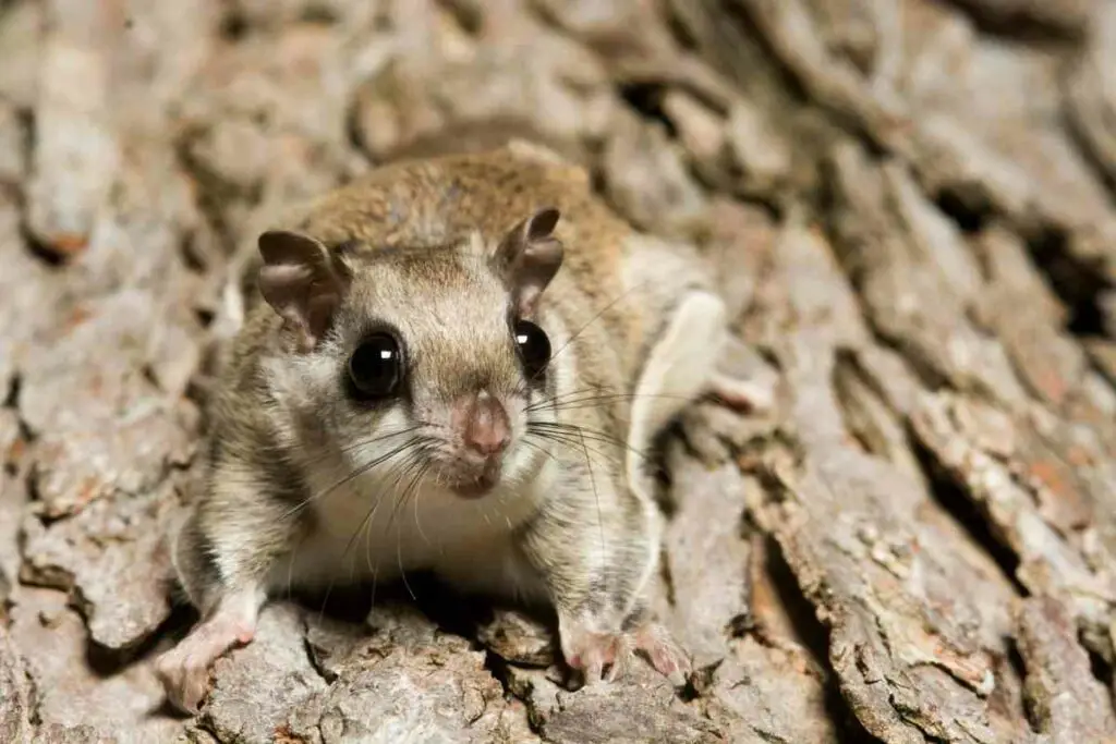 Southern Flying squirrel in the United States