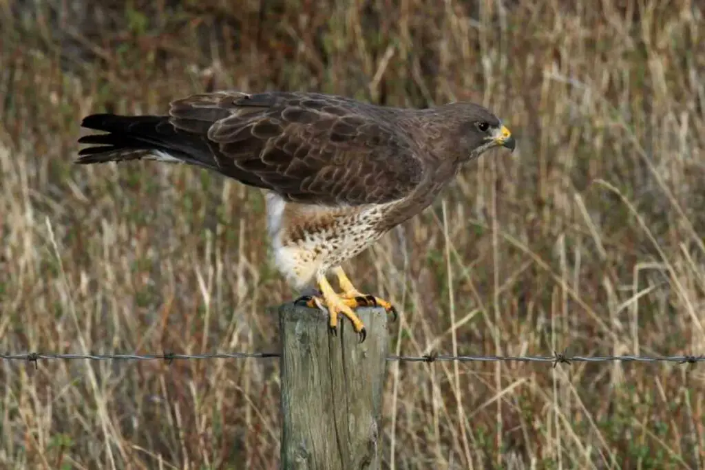 Swainson's hawk in the United States