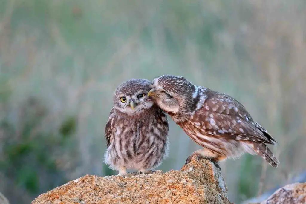 What Are Different Types of Owl Hoots?