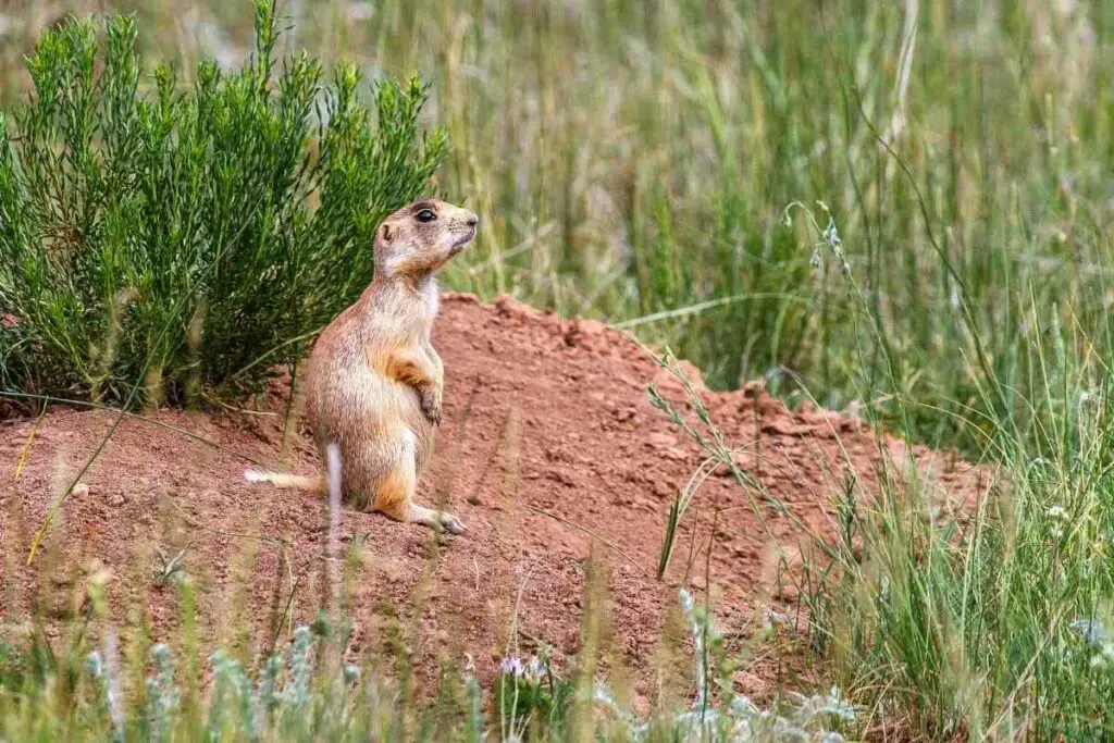 Utah Prairie Dog, Cynomys Parvidens