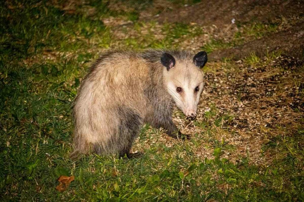 Virginia opossum night