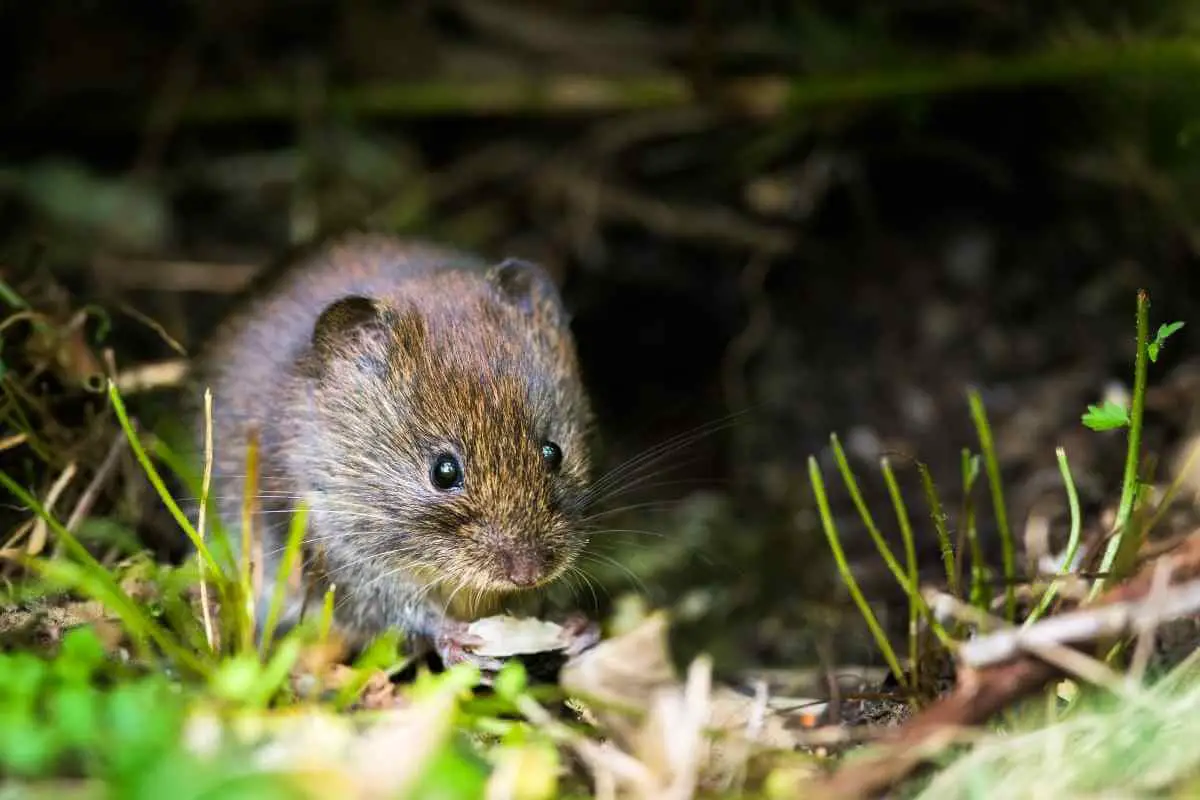 What Animal Is Digging Holes In My Yard At Night? | Hutch and Cage