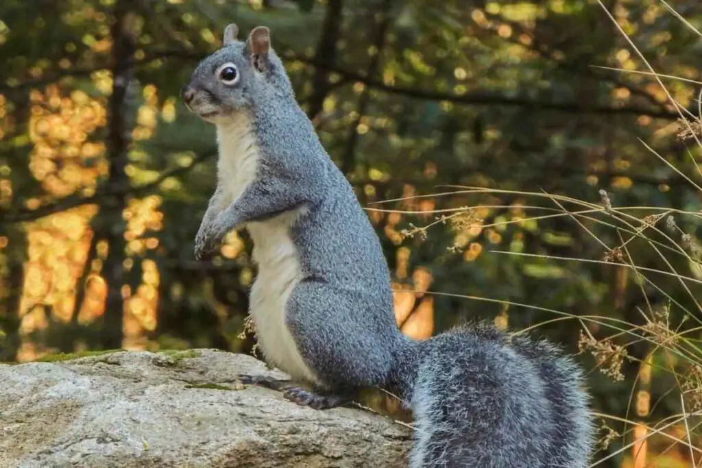 Western Gray squirrel in the United States