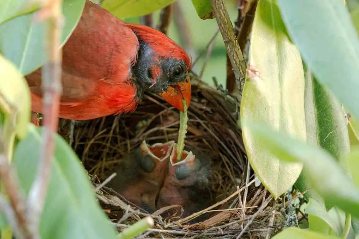What Do Baby Cardinals Eat? Baby Cardinal Diet Explained