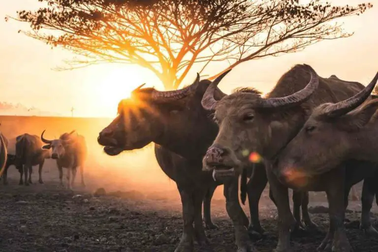 What Do Buffalo Eat During the Dry Season