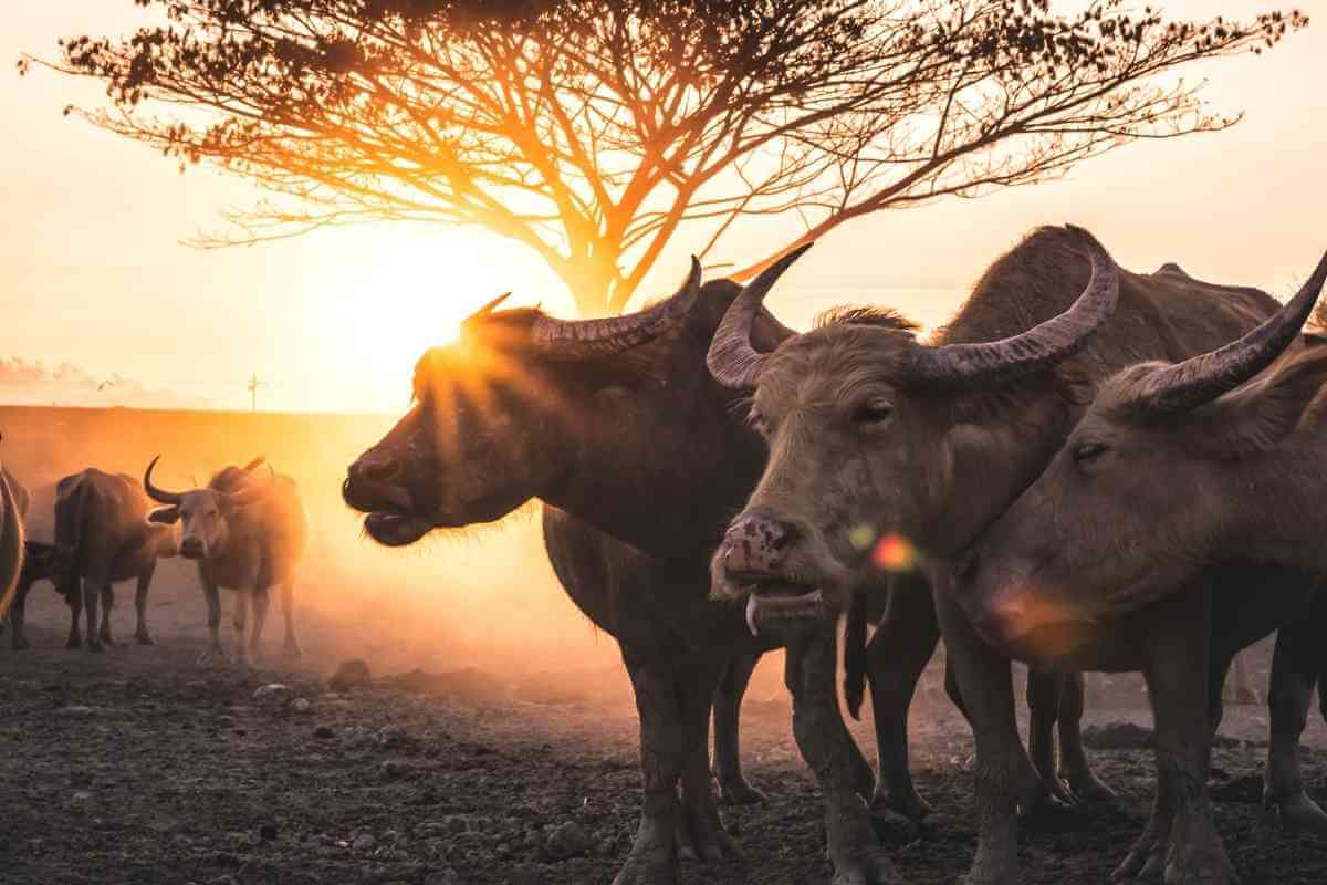 What Do Buffalo Eat During the Dry Season