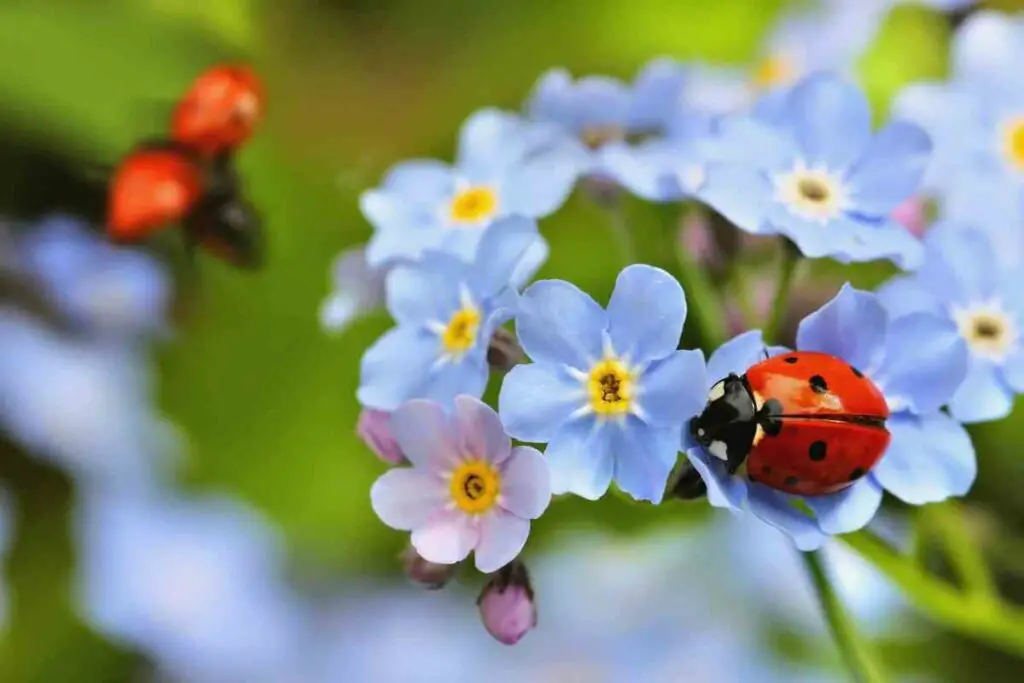 What Do Ladybugs Eat?