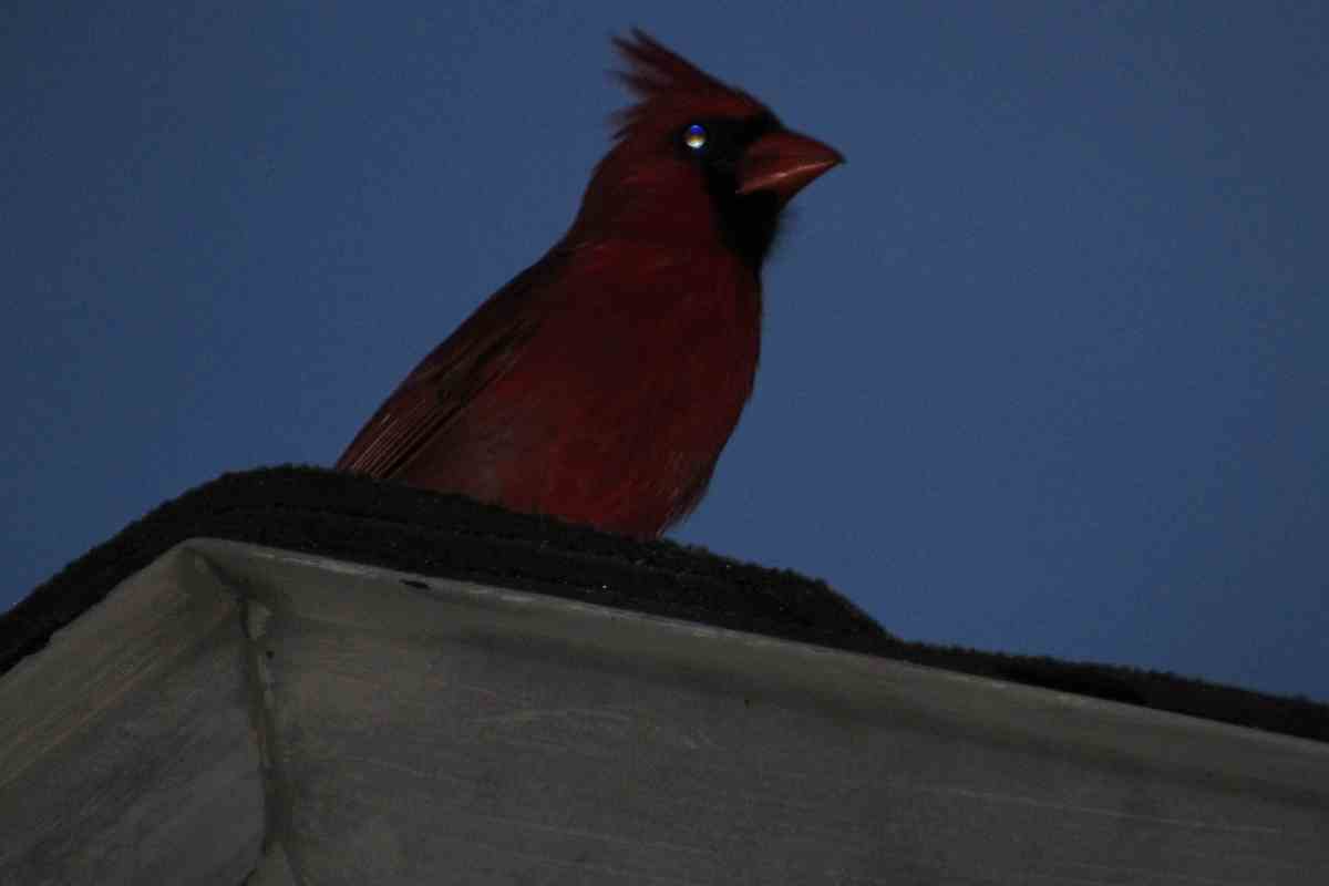 Where Do Cardinals Nest at Night?