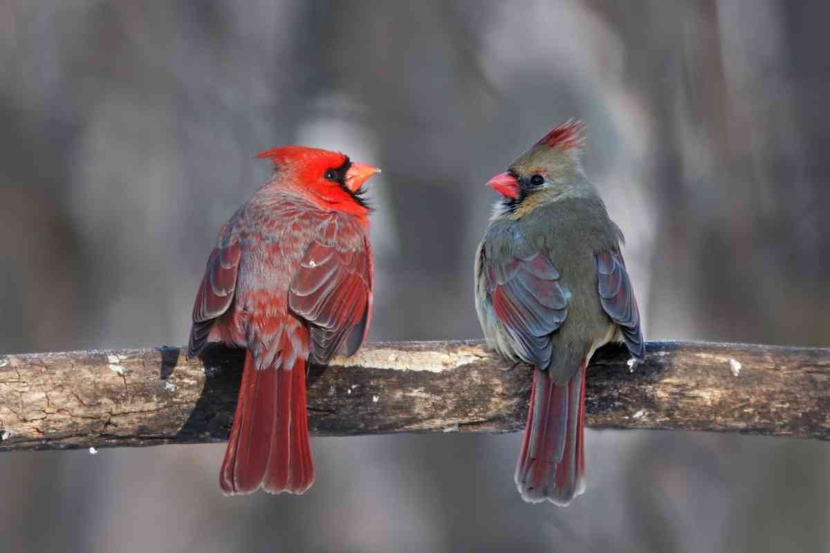 Where Do Cardinals Sleep at Night?
