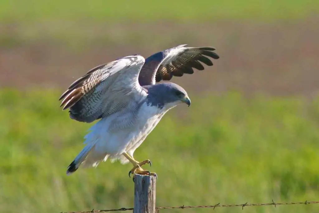 White-tailed hawk in the United States