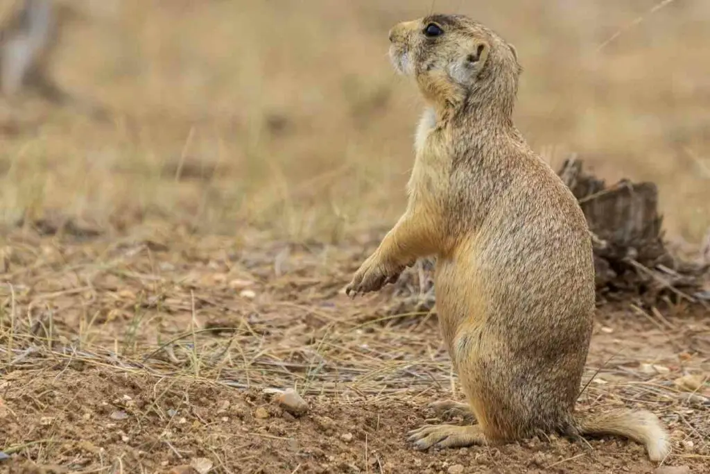 White-tailed Prairie Dog, Cynomys Leucurus