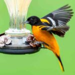 Why Do Orioles Stop Coming To Feeders?