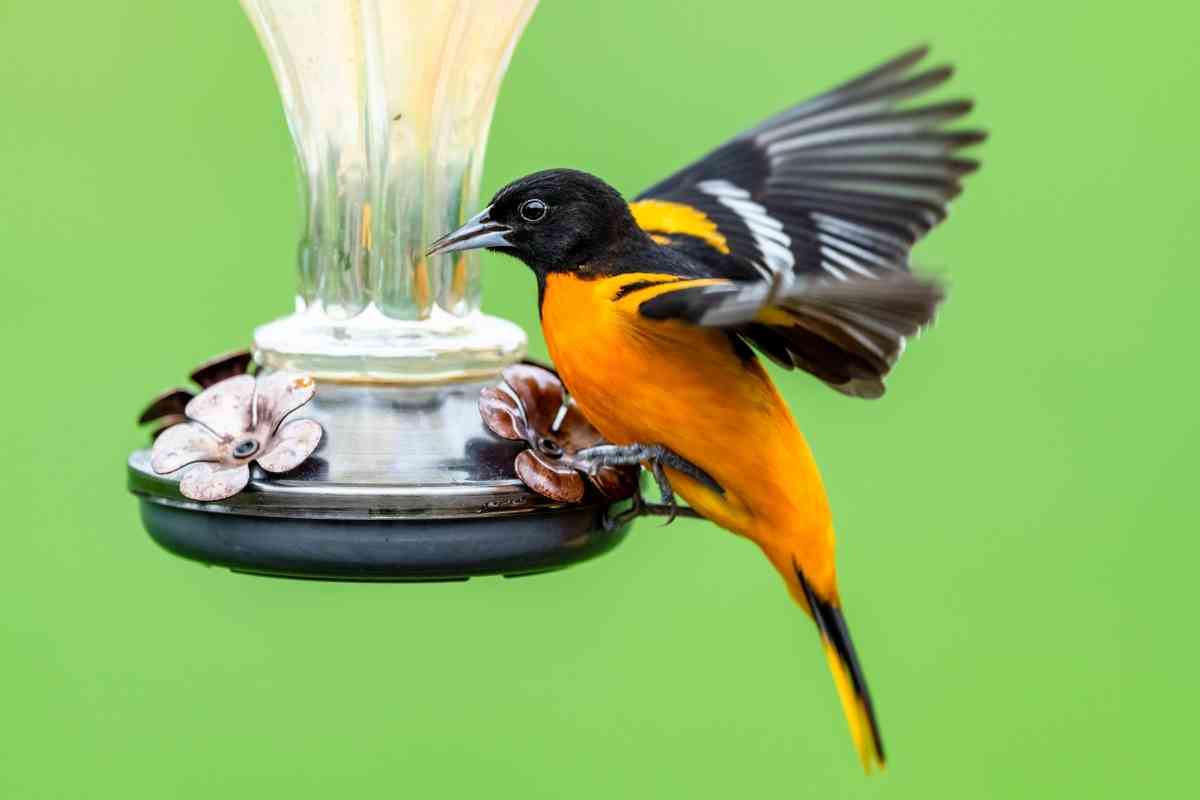 Why Do Orioles Stop Coming To Feeders?