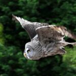Why Do Owls Hoot During The Day?
