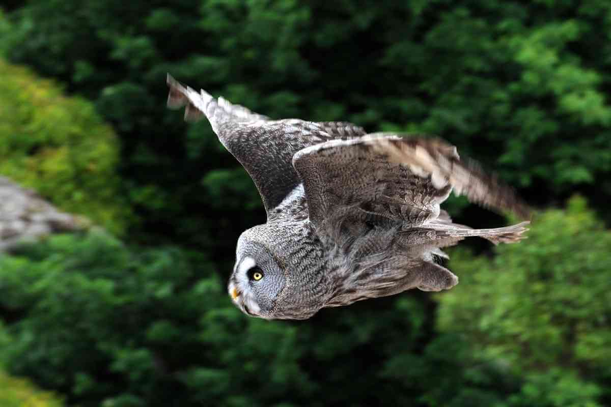 Why Do Owls Hoot During The Day?
