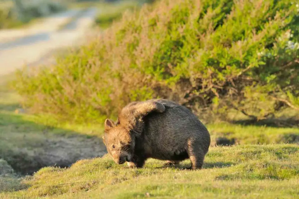 Adult wombat facts
