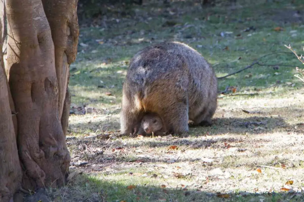 Wombats Have Backward Pouches