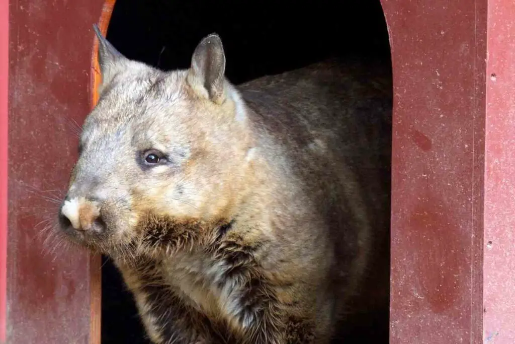 Wombat in captivity facts