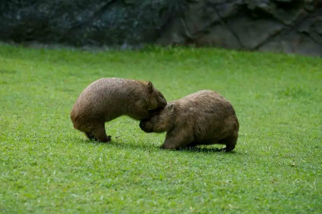Wombat defense facts for kids