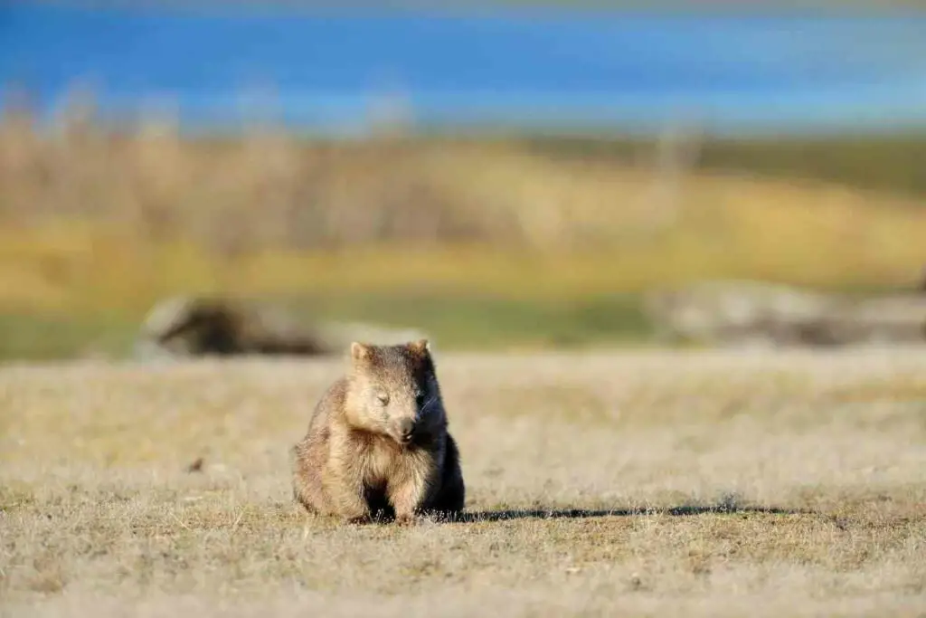 Wombat food digestion facts