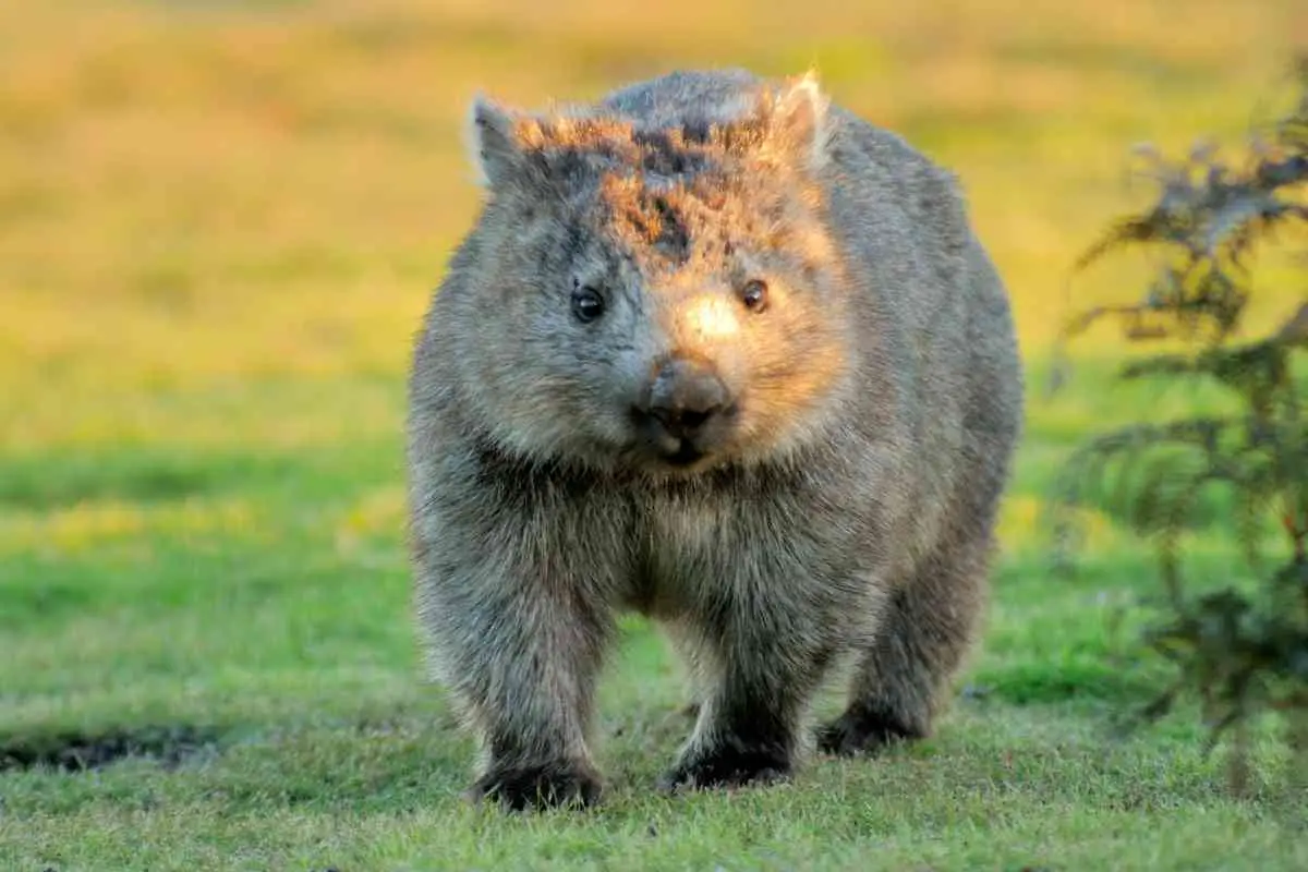Wombat Facts For Kids (Perfect For School Homework And Projects)