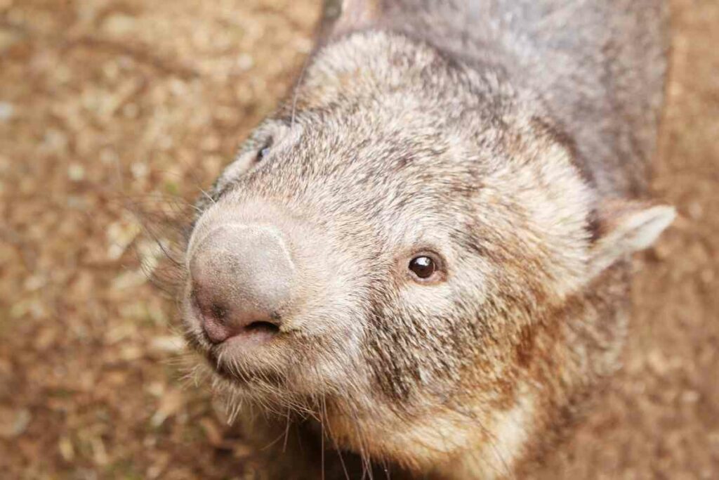Wombat ice age facts