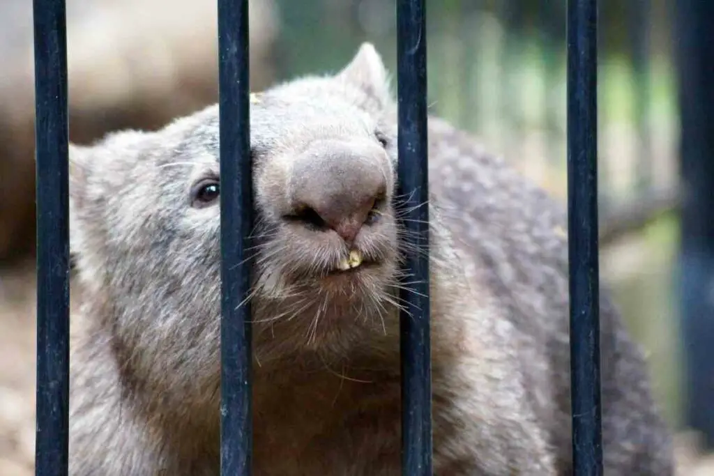 Wombat’s Incisors Never Stop Growing
