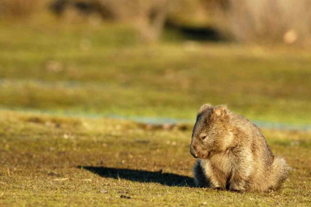 Wombats Are Nocturnal Animals
