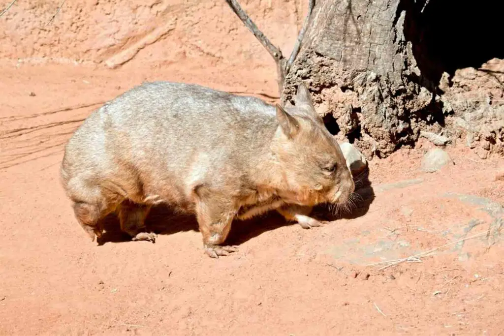 Wombat facts about poop