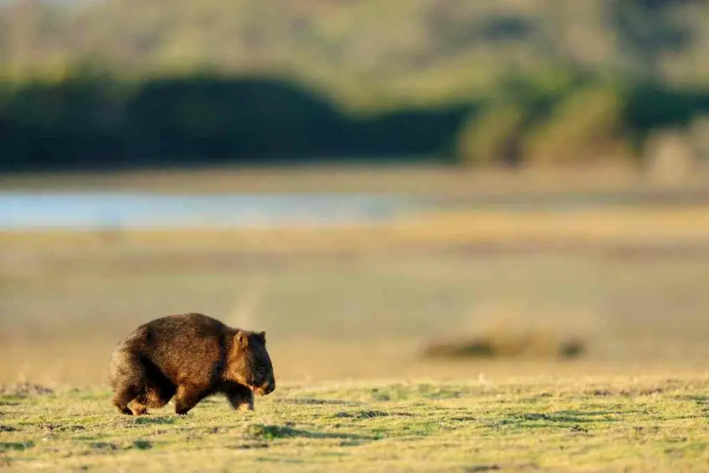 3 Wombat species