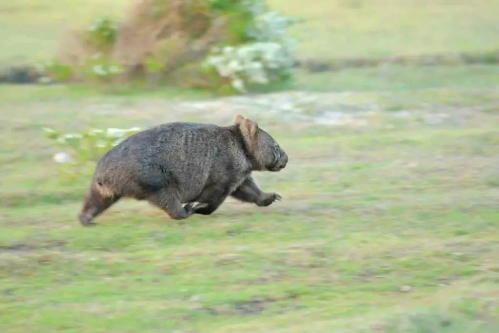 Wombat speed facts