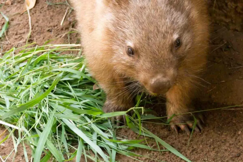 Wombats Are Herbivores