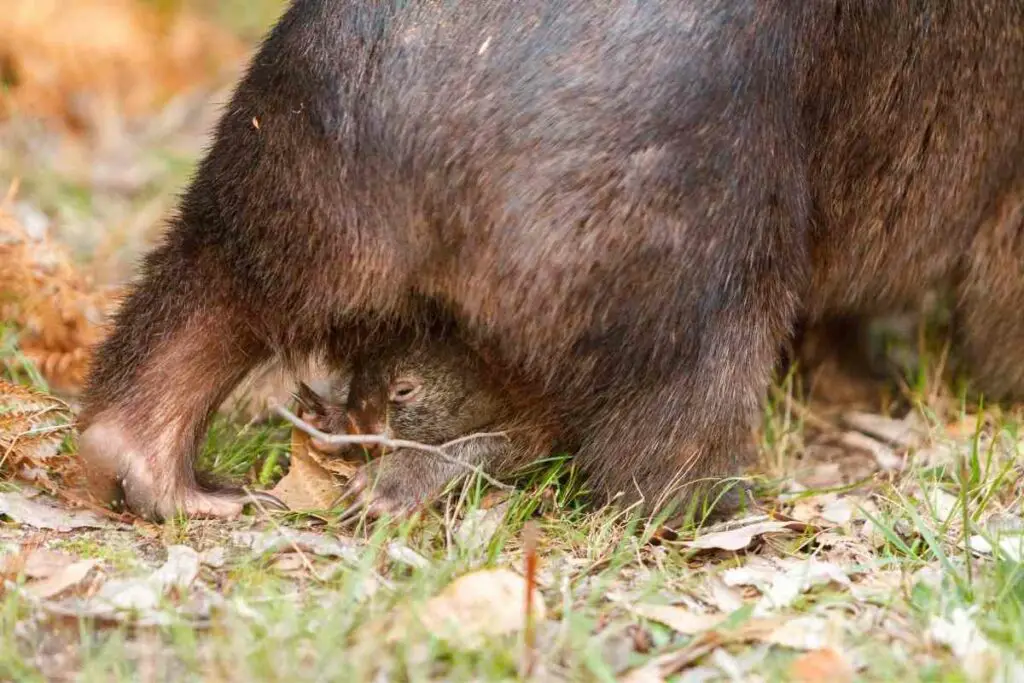 Wombats Are Marsupials animals