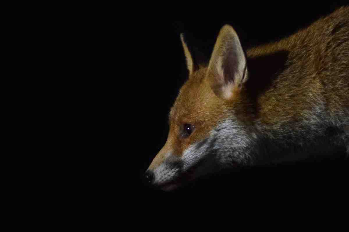 Can Foxes See In The Dark?