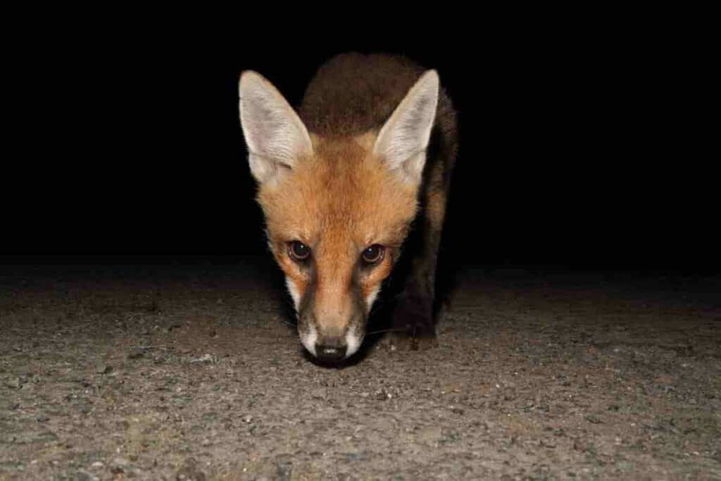 fox at night