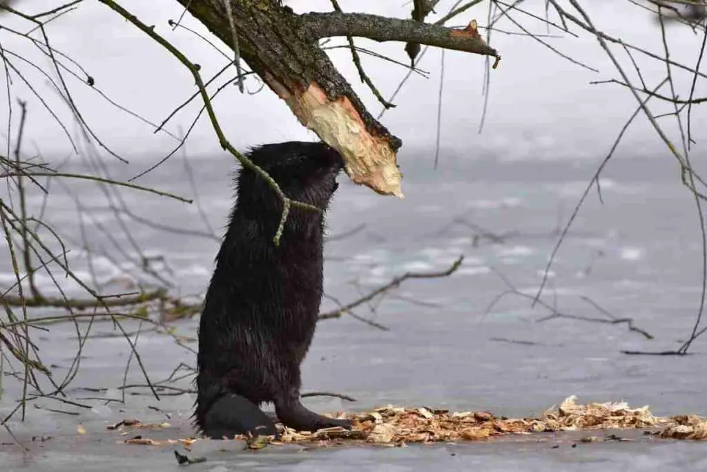 beaver and trees