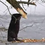 beaver and trees